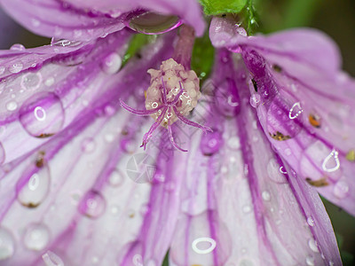 花园雨滴中的紫色花朵我们植物学叶子绿色阴影花瓣白色植物植物群宏观图片