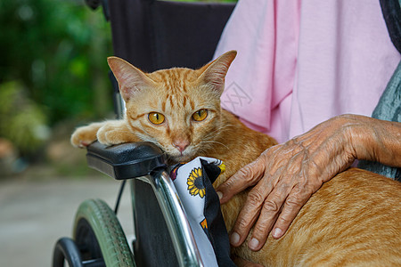 老年人的宠物治疗 宠物使病人更健康 更快乐福利友谊动物成人疗法轮椅疗养院压力祖母老年图片