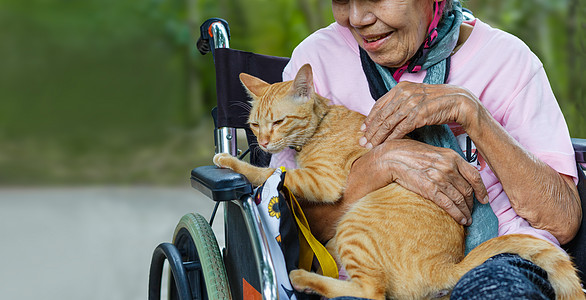 老年人的宠物治疗 宠物使病人更健康 更快乐成人皮肤压力动物福利轮椅疗养院友谊老年祖母图片