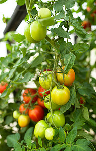 温室中西红柿水栽培植物的行数收成农场叶子植物学农业场地蔬菜宏观生长花园图片