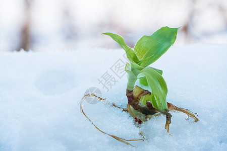 一朵绿色的活植物花躺在雪地上 根部光秃秃的 雪中开花 冻结手无寸铁的植物图片