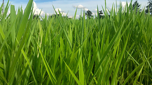 用于喂养动物的Ruzi草绿色牧草草皮牧场牛食植物远景草原草地农场图片