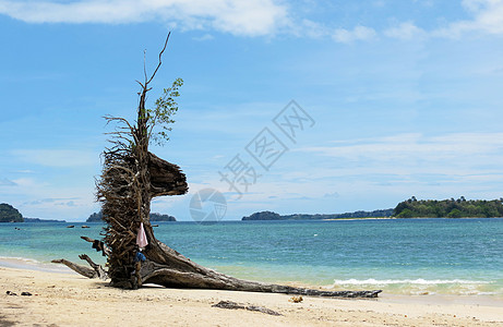 热带海滩上的漂浮木城市风景海浪天空气候海景海岸线树桩地平线旅行图片