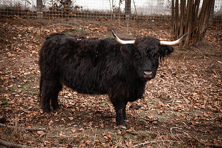 农村地区农场的Bos Mutus行为喇叭毛皮黑色突变体哺乳类牛角野牛野生动物老板牧场图片