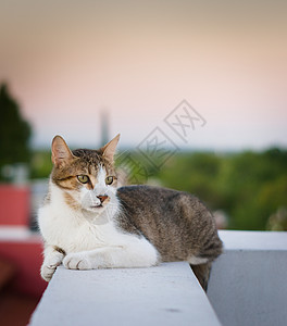 成年小狗 混合种猫 住在高楼顶上宠物虎斑行为休息猫科动物动物混种图片