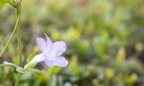 浅紫色鲜花图片