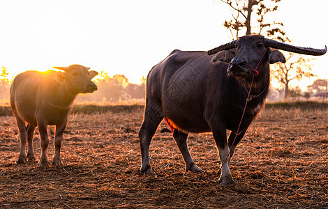 沼泽水牛在泰国收获的稻田里 水牛妈妈和儿子早上站在稻田里 阳光普照 东南亚的家养水牛 农村的家畜宠物奶制品草地农场稻草场地日出母图片