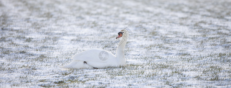 天鹅坐落在雪中 覆盖青草草地图片