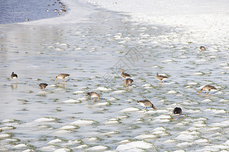 雪地和冰上的灰鹅 在霍兰河风水的洪流上航班水禽日落荒野鸟类动物羽毛北风移民天空图片