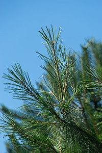 天空蓝色背景上的松树枝的分支图片