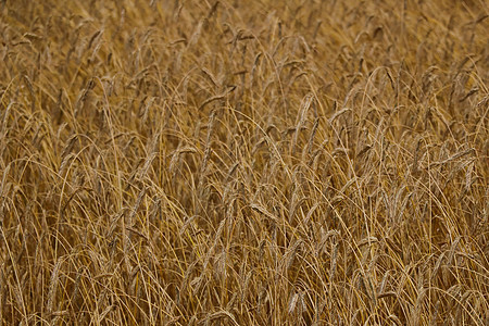 小麦或大麦的黄色田地 农业种子乡村粮食植物面包食物稻草生长谷物金子图片