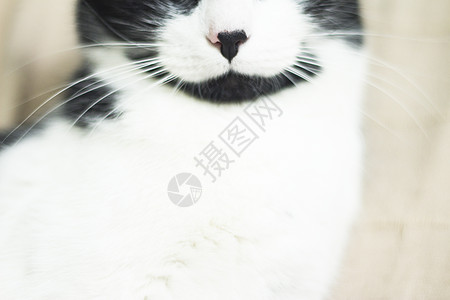 患有免疫机能丧失综合症的黑猫和白猫肠炎宠物传染性猫咪黑色呼吸脊椎动物动物哺乳动物小猫图片