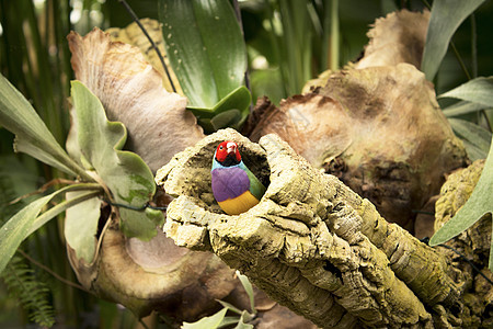 Gould finch鸟在树的巢里动物园野生动物夫人栖息紫色金雀彩虹热带红色绿色图片