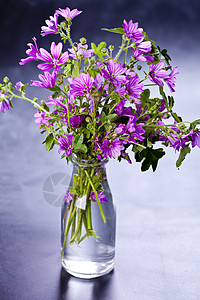 黑色背景的玻璃瓶里放着野生紫罗兰花花朵植物荒野玻璃桌子花瓣瓶子蓝色紫色乡村图片