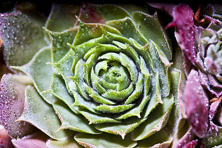 头顶有水滴的多肉植物排列绿色生长植物学树叶叶子红色草本植物宏观花园图片