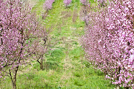 春桃花园 粉花和绿玻璃图片