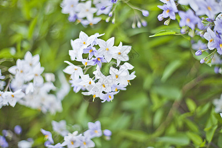 蓝色的夏季花朵 鲜花和绿叶宏观衬套花园叶子植物群树木季节性植物植物学绿色图片