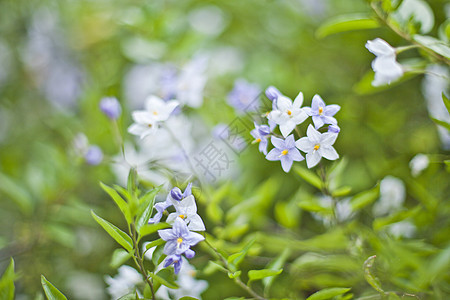 蓝色的夏季花朵 鲜花和绿叶花园叶子植物绿色背景季节性植物群宏观植物学衬套图片