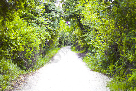在夏日森林里有绿树的步行道图片