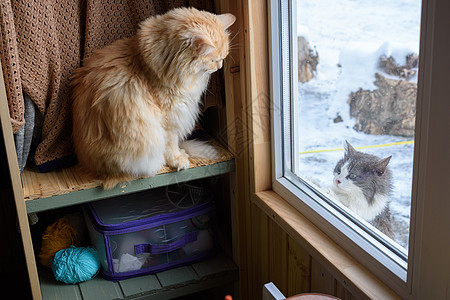 一只流浪猫从街上向窗外看望着家图片