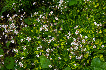 绿草背景的田野小白花 软焦点植物学草地春花植物野生动物雏菊植被日光保护森林图片