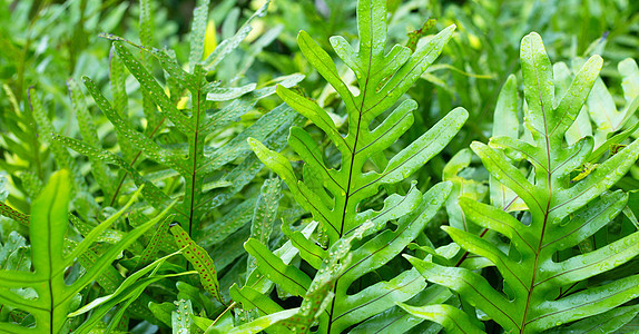 疣蕨叶天然绿色背景图片