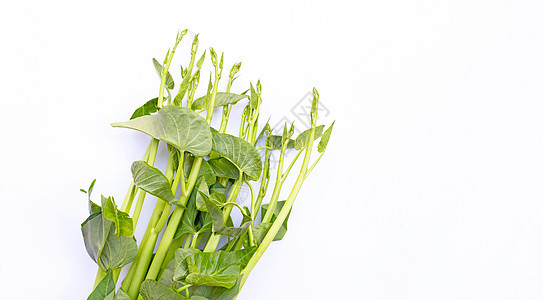 清晨荣耀在白色背景盘子喇叭花菠菜叶子油炸植物蔬菜生产烹饪饮食图片