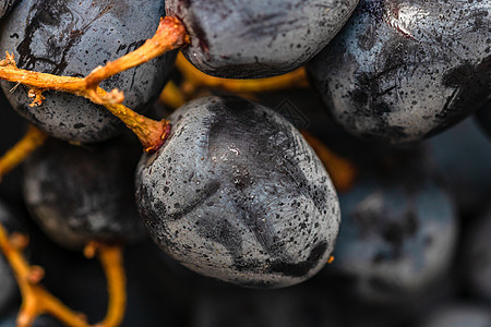 近距离接近成熟的葡萄和葡萄的背景藤蔓酒厂生长收成栽培培育植物葡萄园蓝色食物图片