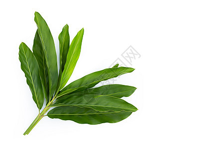 白色背景上孤立的新鲜加兰红叶根茎烹饪热带小吃叶子蔬菜香料草本植物胀气药品图片