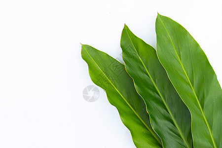 白色背景上孤立的新鲜加兰红叶植物草药草本植物小吃药品香气蔬菜美食胀气根茎图片