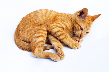 小猫 孤立的白色背景猫科眼睛短发动物谎言橙子宠物情绪虎斑猫咪图片