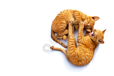 两只可爱的小猫 睡着和打哈哈哈图片