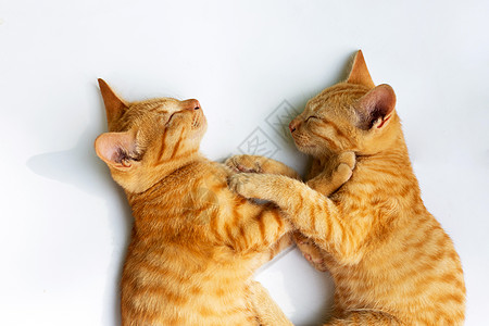 两只猫睡在白色背景上谎言短发橙子猫咪猫科蓝色小猫宠物哺乳动物虎斑图片