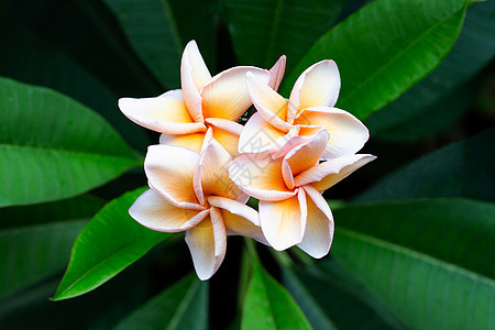 绿色叶叶花花植物群环境叶子花瓣天空植物花园鸡蛋花蓝色热带图片