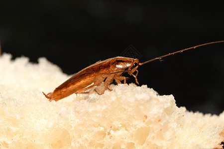 红蟑螂胸壳害虫动物微距摄影背景图片