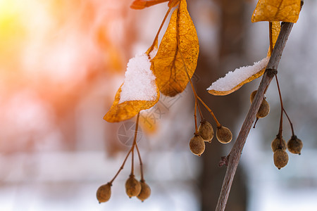 明日照亮的雪中 林树的种子和干叶图片