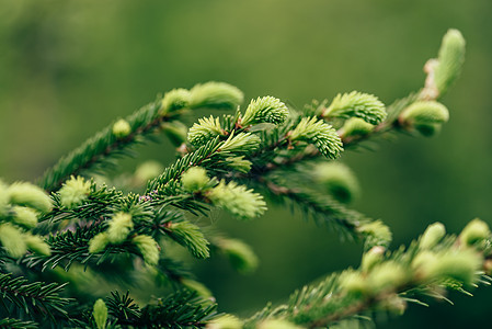 特写松树植物群绿色木头松林森林植物叶子针叶林枝条枞树图片