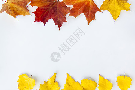 白色背景上的枫叶和桦树叶 秋天的落叶 隔离图片