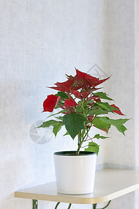 在浅色背景上种植家庭植物的盆栽 有红色和绿色叶子的植物热带框架树叶季节生长植物学架子背景图片