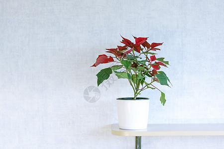 在浅色背景上种植家庭植物的盆栽 有红色和绿色叶子的植物植物学生长季节树叶架子热带框架背景图片