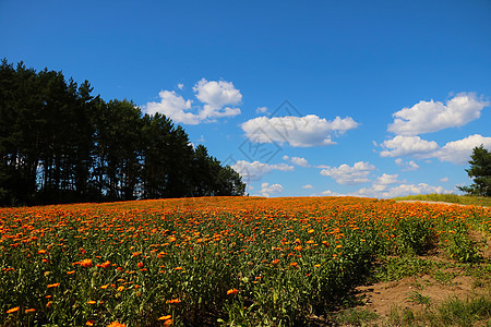 在森林和天空的背景下 春月的卡伦杜拉花朵田地图片