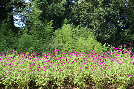 有各种各样的花的美丽的五颜六色的花园园林季节草地植物园艺公园场地绿化绿色美化图片