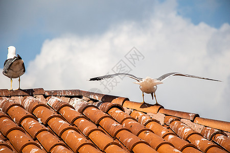 海鸥像海鸟一样 站在一栋房子的屋顶上动物羽毛航班景观野生动物动物群天空建筑学鸟儿荒野图片
