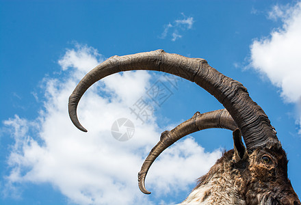 两只大角的野山山山羊石头高山食草耳朵栖息地地形动物哺乳动物脖子环境图片