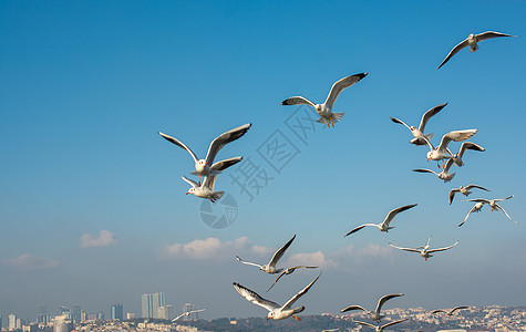土耳其伊斯坦布尔天空中飞翔的海鸥环境飞行海洋日落地平线航班自由动物翅膀野生动物图片