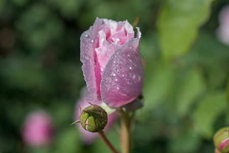 玫瑰上面有水滴花瓣热情宏观花园白色绿色叶子植物美丽红色图片