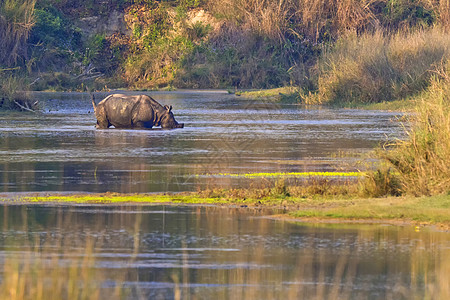 尼泊尔Bardia皇家国家公园 大一角犀牛Rhinoceros保护保护区生物学旅行哺乳动物避难所行为栖息地食草环境图片
