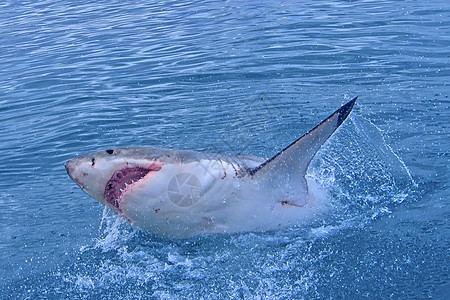 南非甘斯巴伊大白鲨海洋多样性猎人环境保护旅游鲨鱼动物群牙齿生物避难所图片