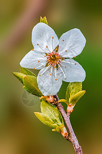 年初春花盛开 明年初柔软度宏观晴天季节脆弱性樱花植物枝条投标花束背景图片