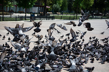 饥饿的鸽子群在街上进食荒野正方形公园食物喷泉鸟类生活飞行存活概念图片